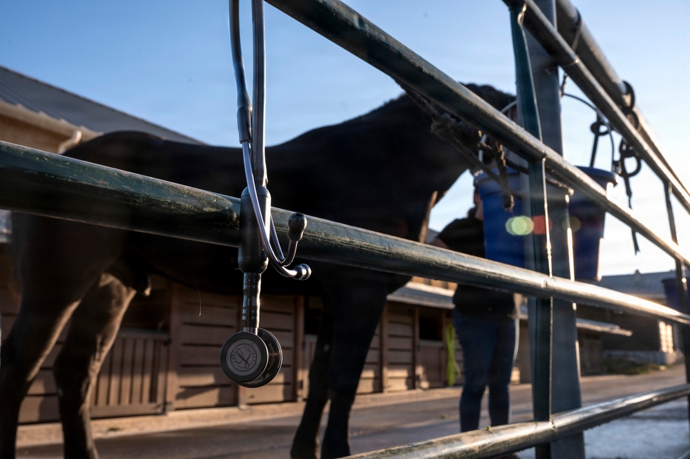 Veterinarian Care For Caisson Horse