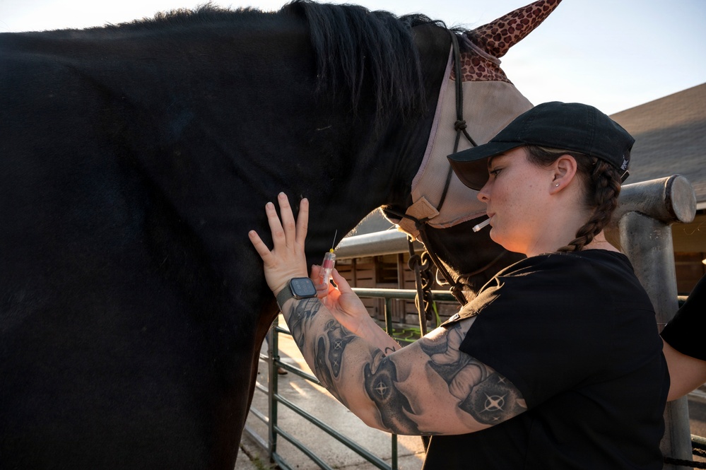 Veterinarian Care For Caisson Horse
