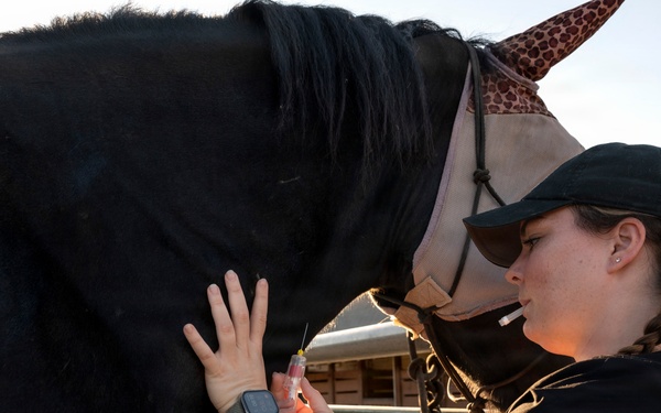 Veterinarian Care For Caisson Horse