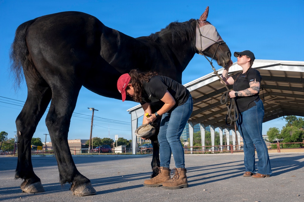 Veterinarian Care For Caisson Horse
