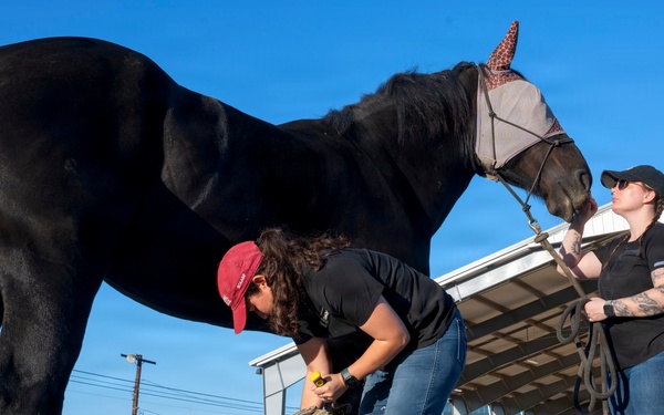 Veterinarian Care For Caisson Horse