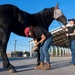 Veterinarian Care For Caisson Horse