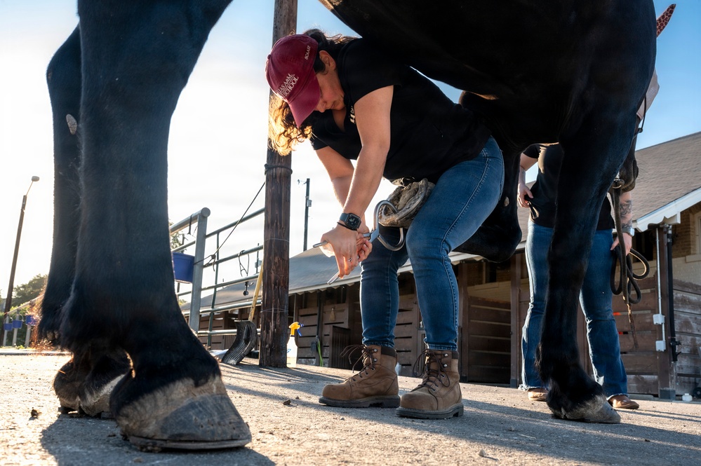 Veterinarian Care For Caisson Horse