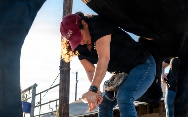 Veterinarian Care For Caisson Horse