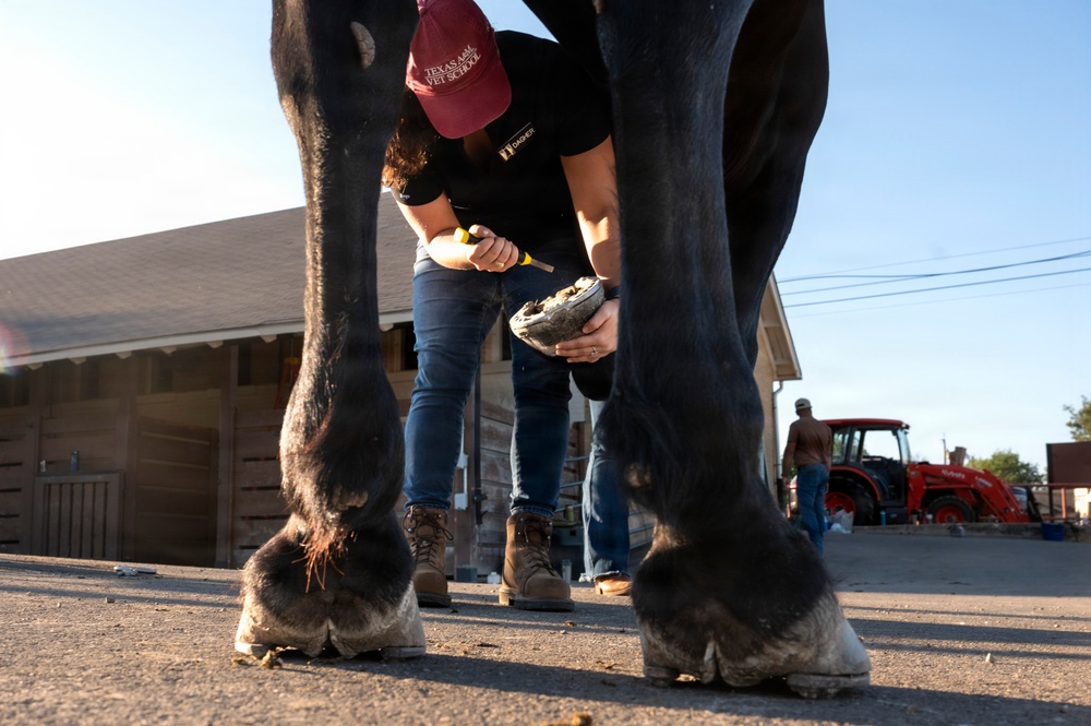 Veterinarian Care For Caisson Horse