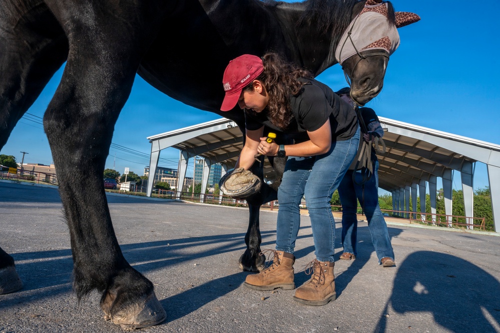 Veterinarian Care For Caisson Horse