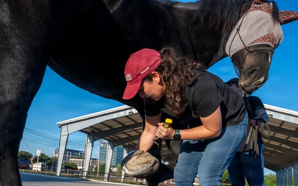 Veterinarian Care For Caisson Horse