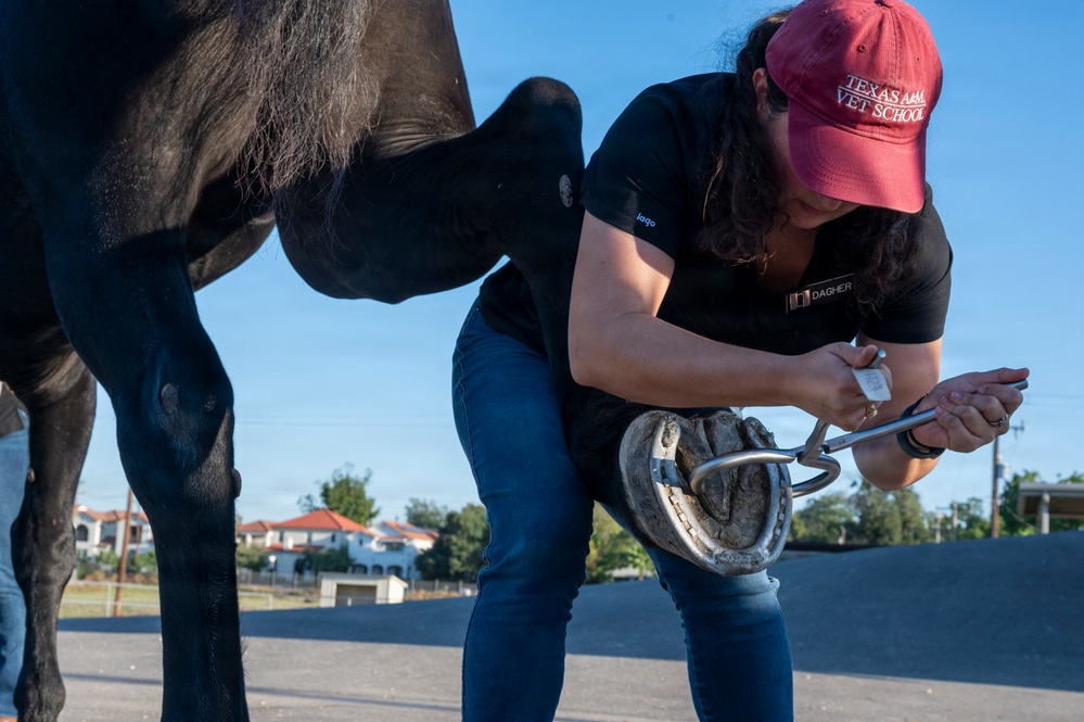 Veterinarian Care For Caisson Horse
