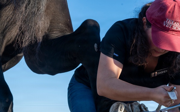 Veterinarian Care For Caisson Horse