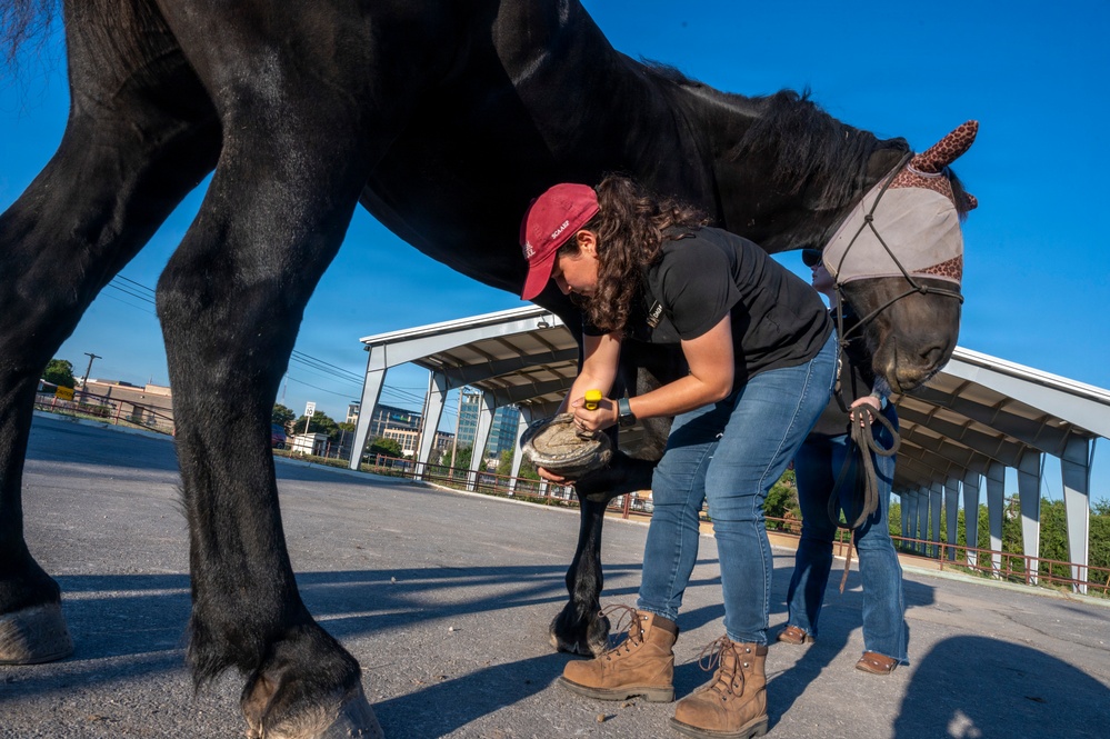 Veterinarian Care For Caisson Horse