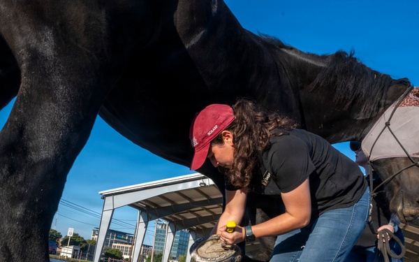 Veterinarian Care For Caisson Horse