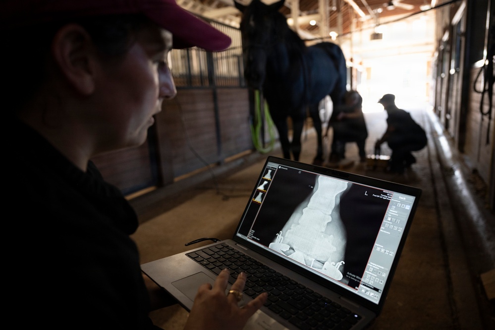 Veterinarian Care For Caisson Horse