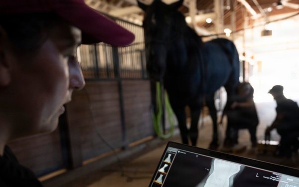 Veterinarian Care For Caisson Horse