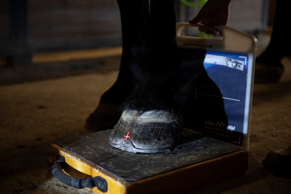 Veterinarian Care For Caisson Horse