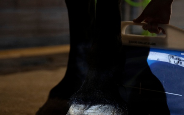 Veterinarian Care For Caisson Horse