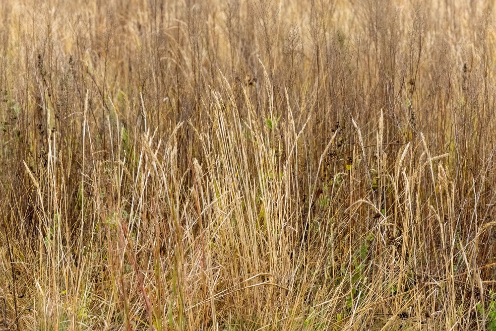 Kanopolis Lake: Go for the water, stay for the land