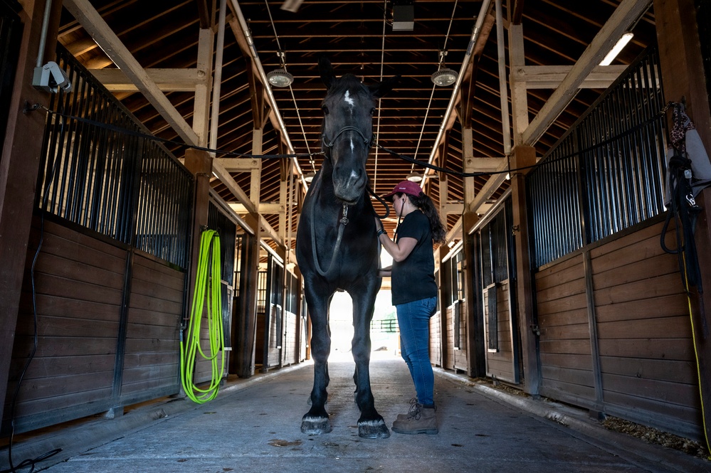 Veterinarian Care For Caisson Horse