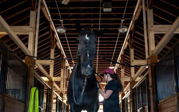 Veterinarian Care For Caisson Horse