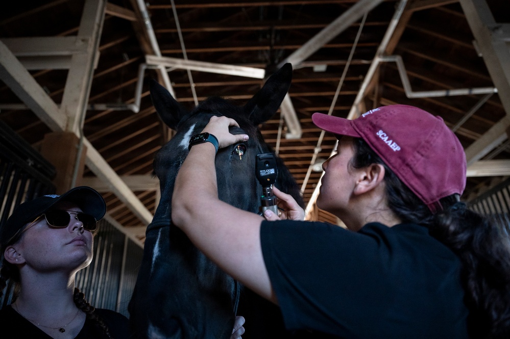 Veterinarian Care For Caisson Horse