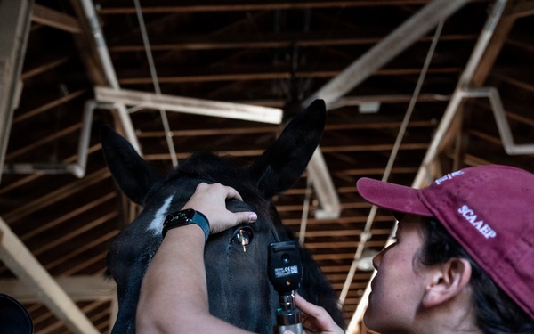 Veterinarian Care For Caisson Horse