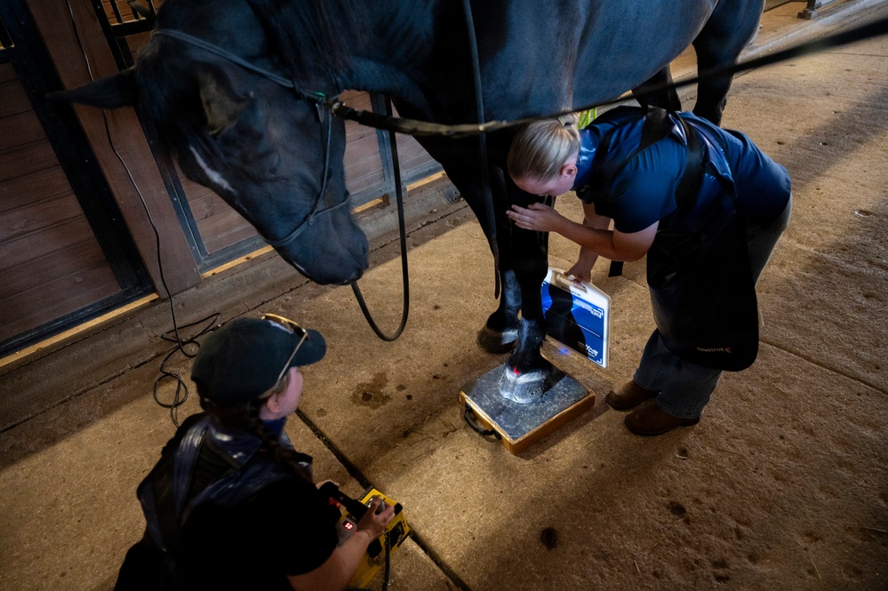Veterinarian Care For Caisson Horse