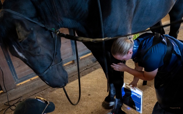 Veterinarian Care For Caisson Horse