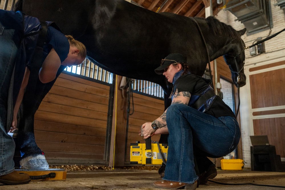 Veterinarian Care For Caisson Horse
