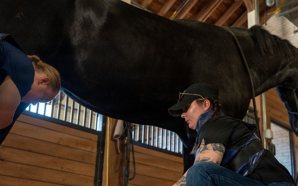 Veterinarian Care For Caisson Horse