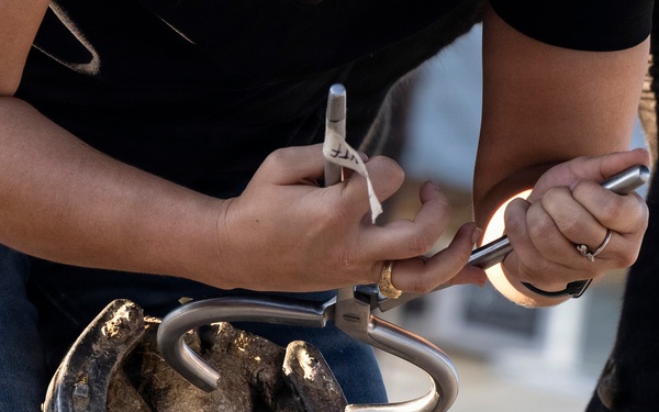 Veterinarian Care For Caisson Horse