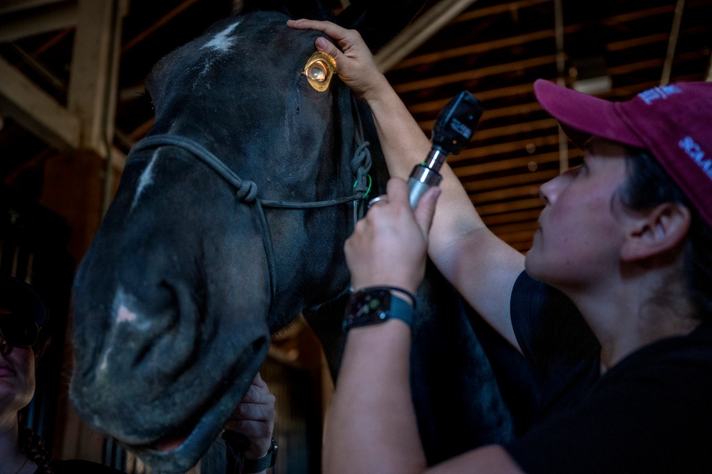Veterinarian Care For Caisson Horse