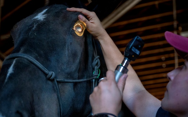 Veterinarian Care For Caisson Horse