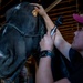 Veterinarian Care For Caisson Horse