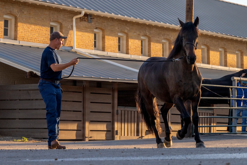 Veterinarian Care For Caisson Horse