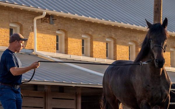 Veterinarian Care For Caisson Horse
