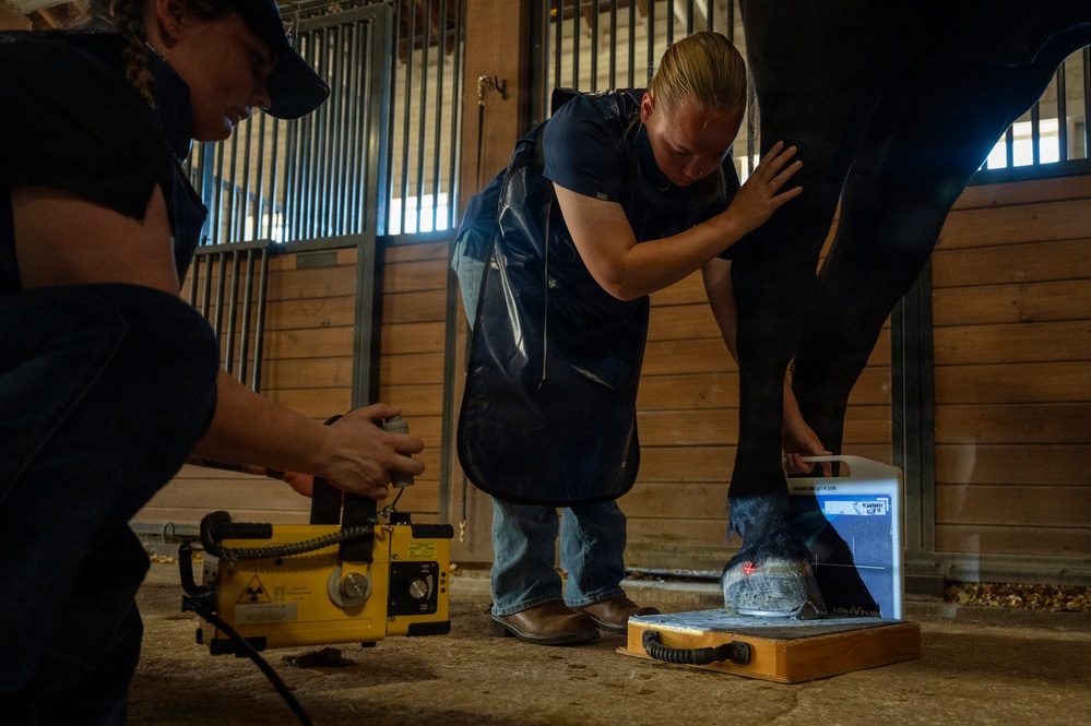 Veterinarian Care For Caisson Horse