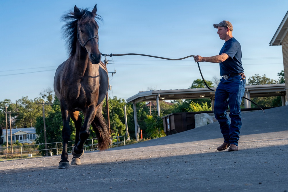 Veterinarian Care For Caisson Horse