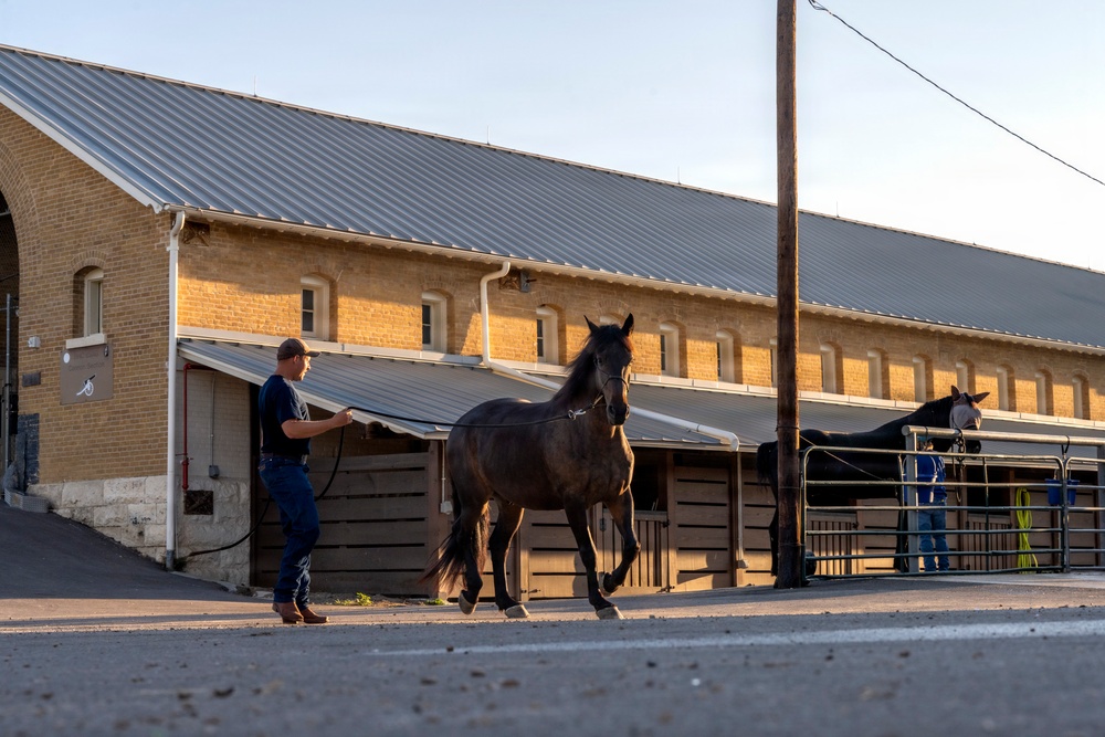 Veterinarian Care For Caisson Horse