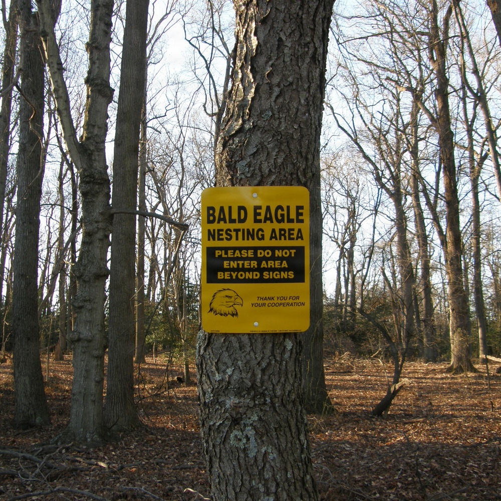 Eagle Nesting Season Returns to Aberdeen Proving Ground