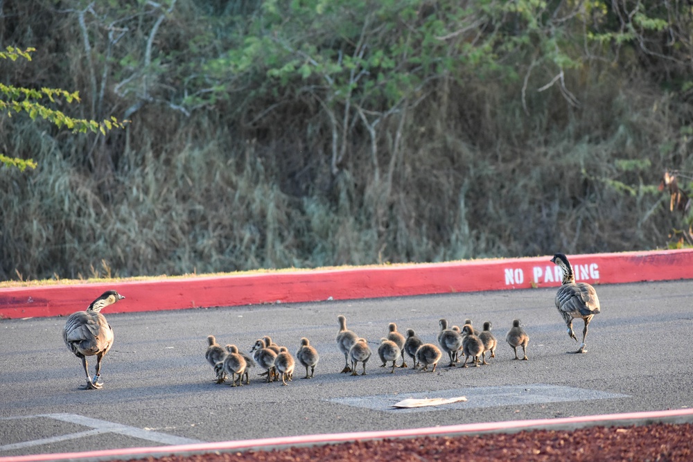 PMRF Natural Resources Issues Safety Reminder During Nēnē Nesting Season