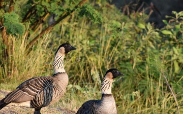 PMRF Natural Resources Issues Safety Reminder During Nēnē Nesting Season