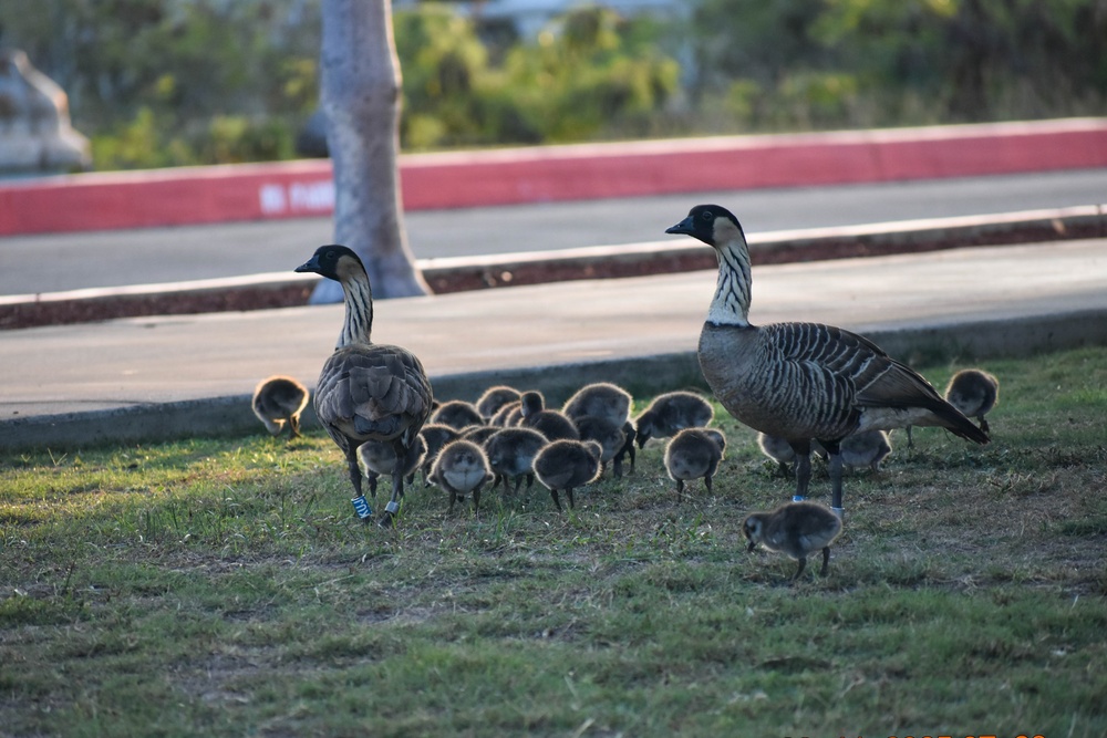 PMRF Natural Resources Issues Safety Reminder During Nēnē Nesting Season