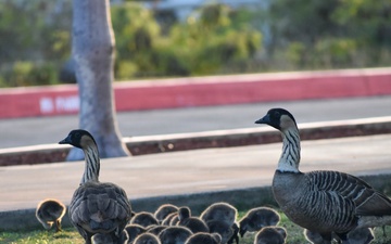 PMRF Natural Resources Issues Safety Reminder During Nēnē Nesting Season