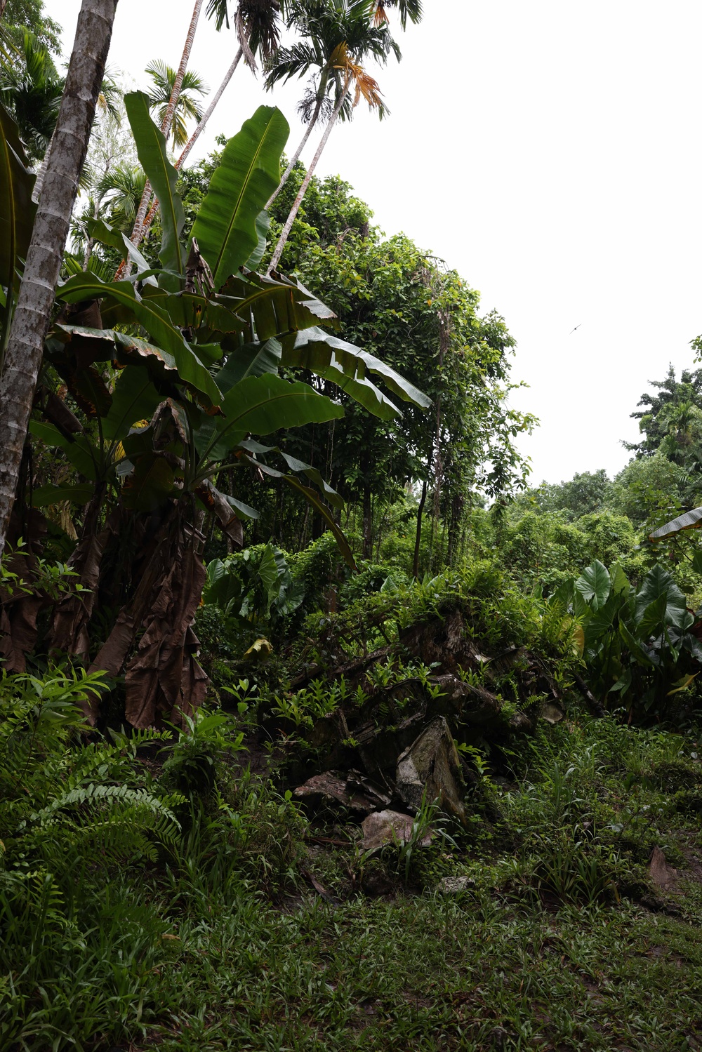 Relics of World War II in Peleliu, Palau