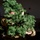 NORAD Tracks Santa 2025