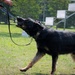 628th Security Forces K9 Training