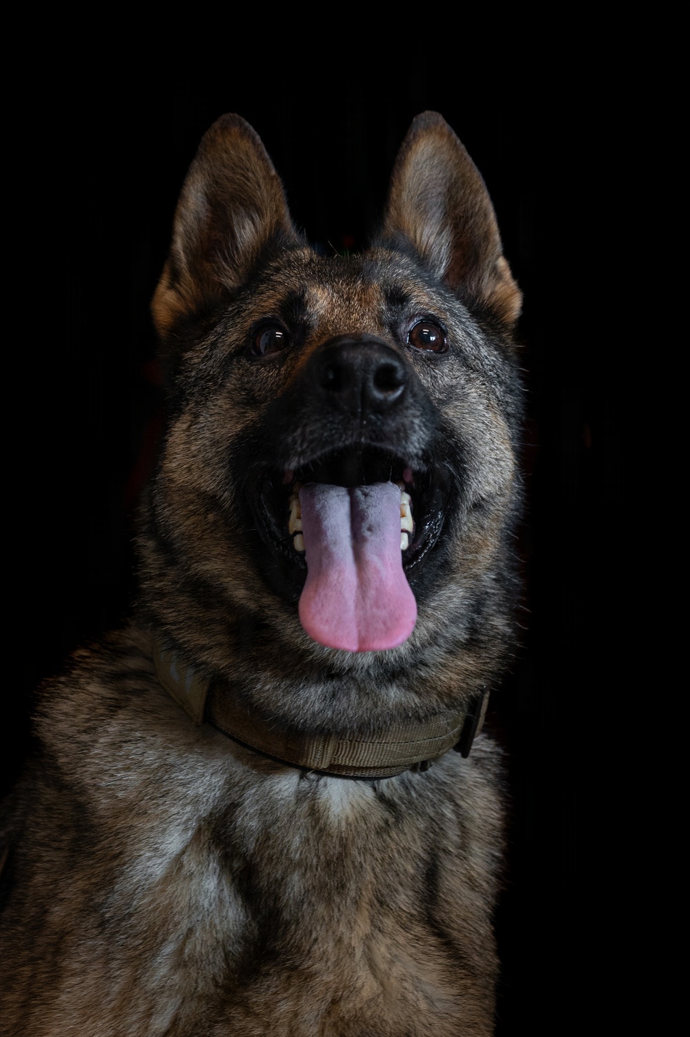 628th Security Forces K9 Training