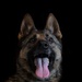 628th Security Forces K9 Training