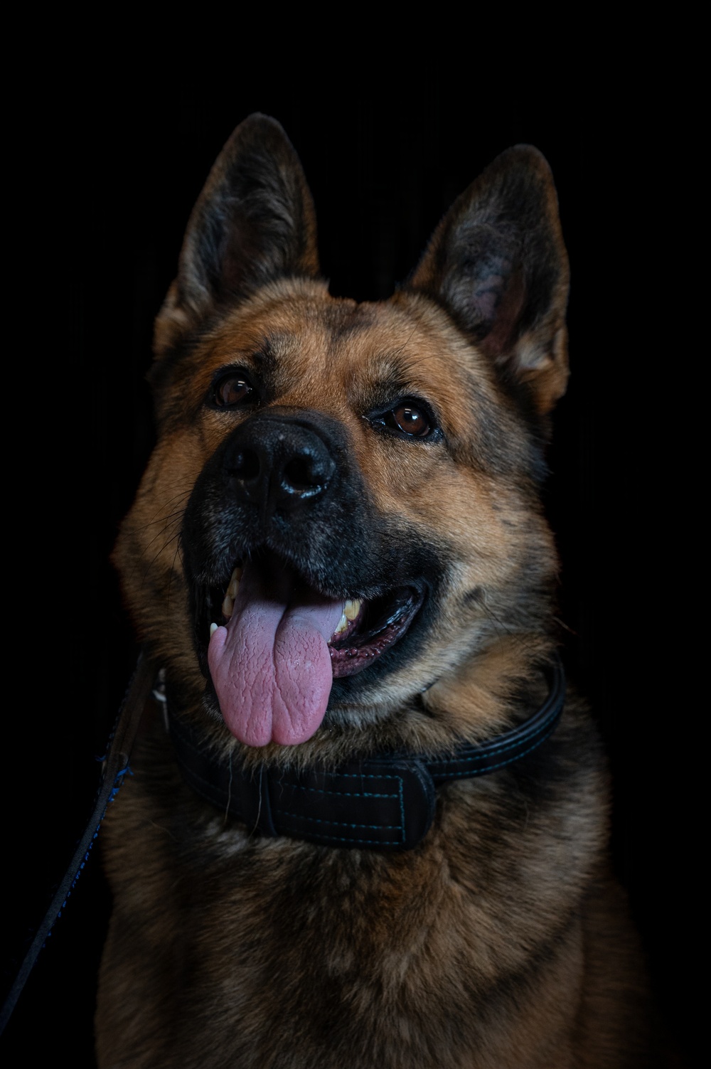 628th Security Forces K9 Training