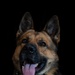 628th Security Forces K9 Training