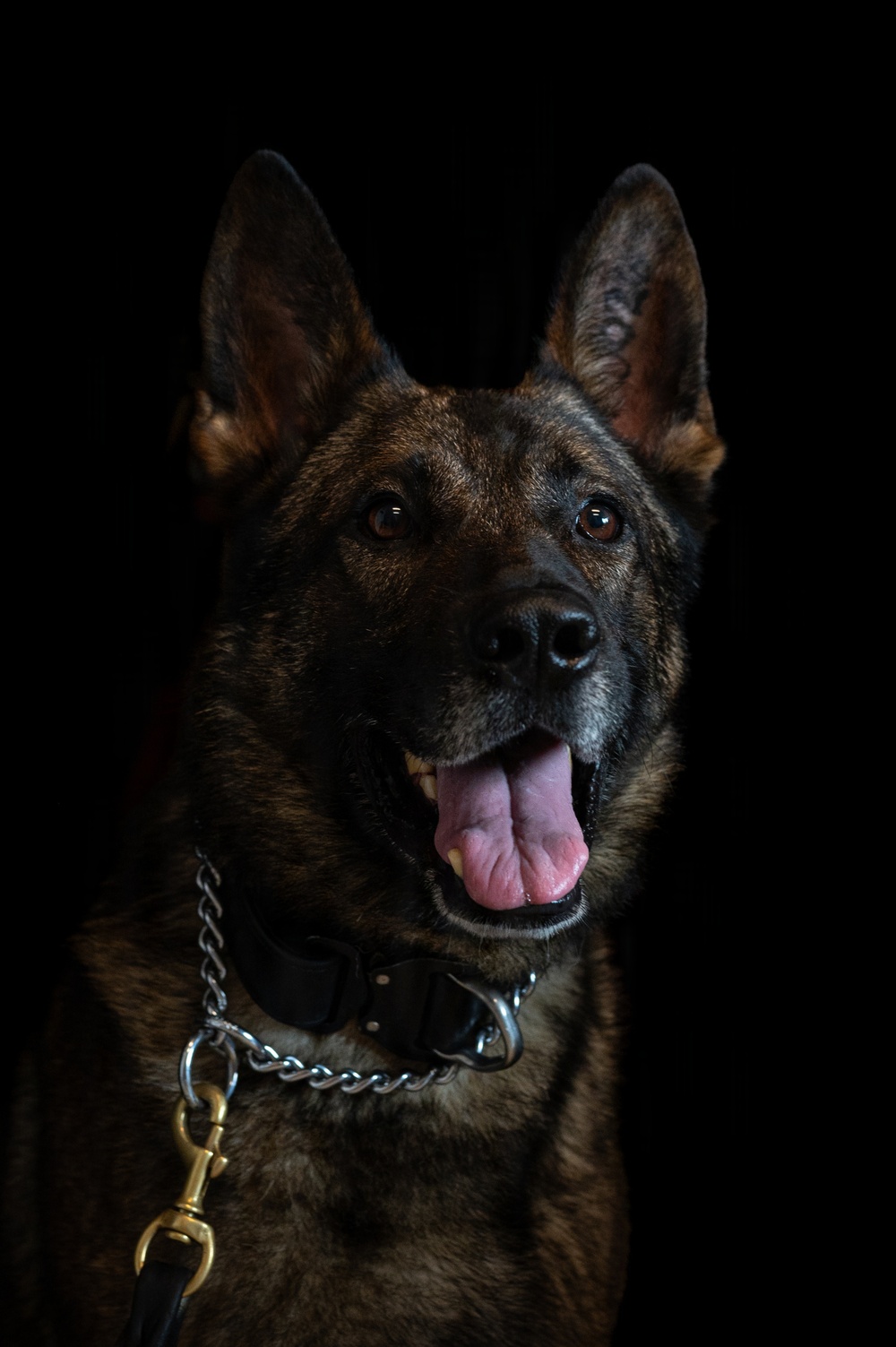 628th Security Forces K9 Training